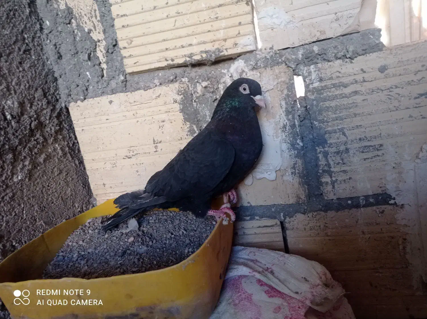 کفتر|پرنده|اسلامیه, |دیوار