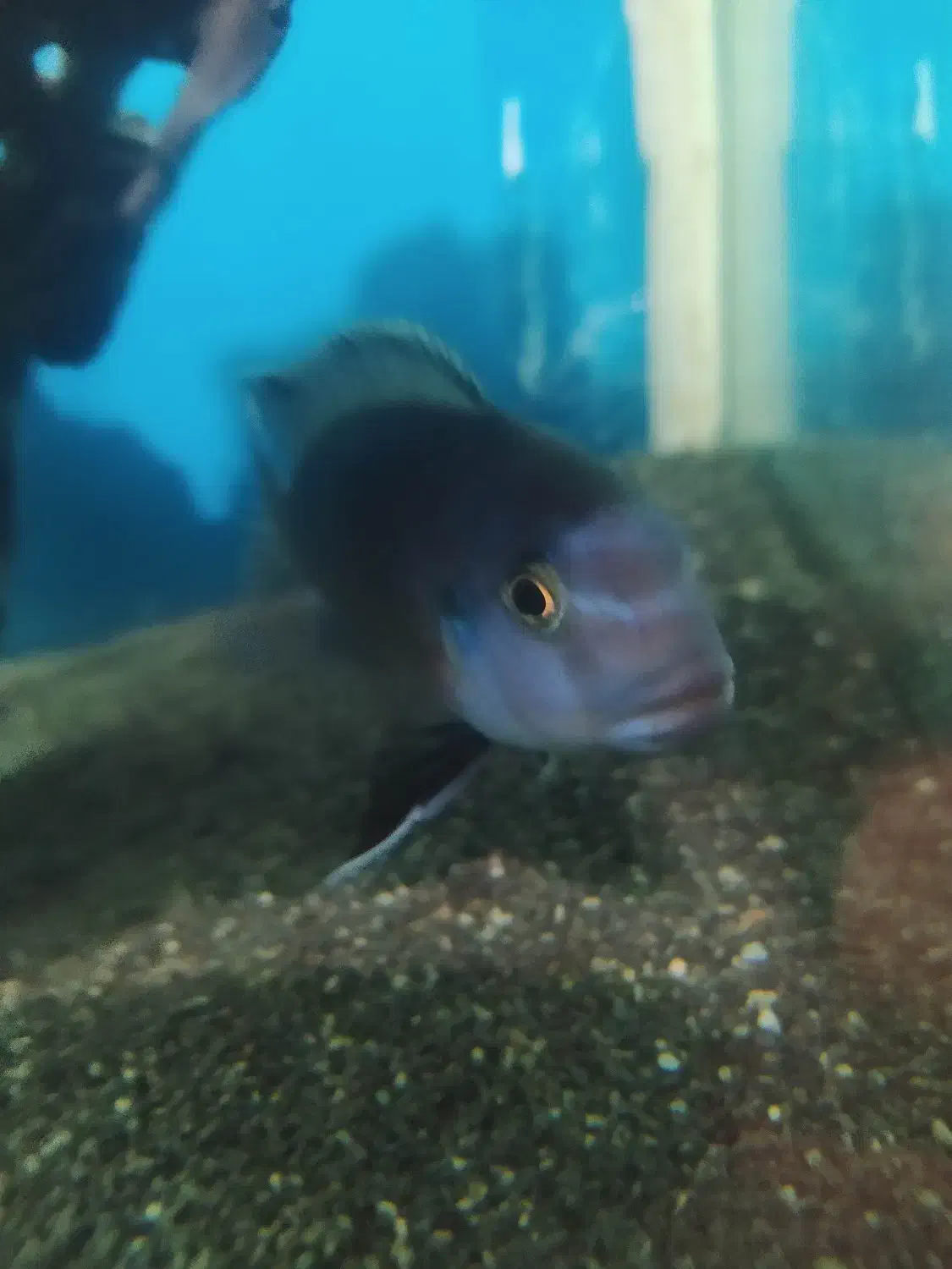 ماهی گناباد|ماهی|گناباد, |دیوار