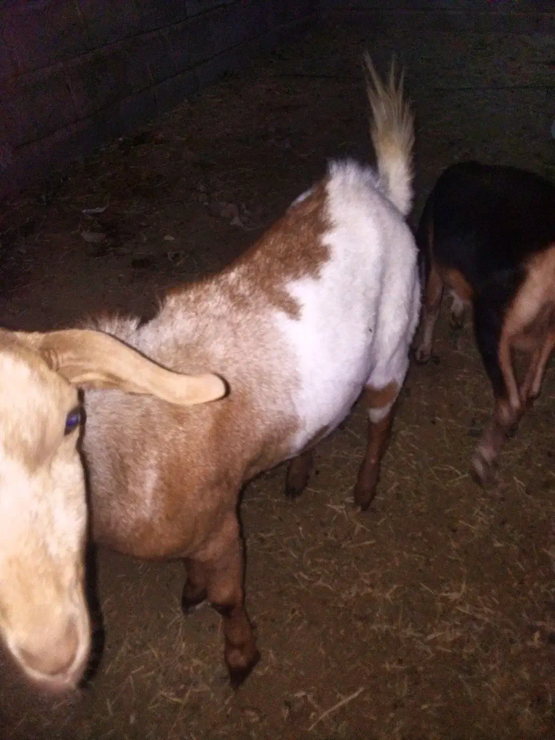 قیمت 8000000تومان|حیوانات مزرعه|بیکاه, |دیوار