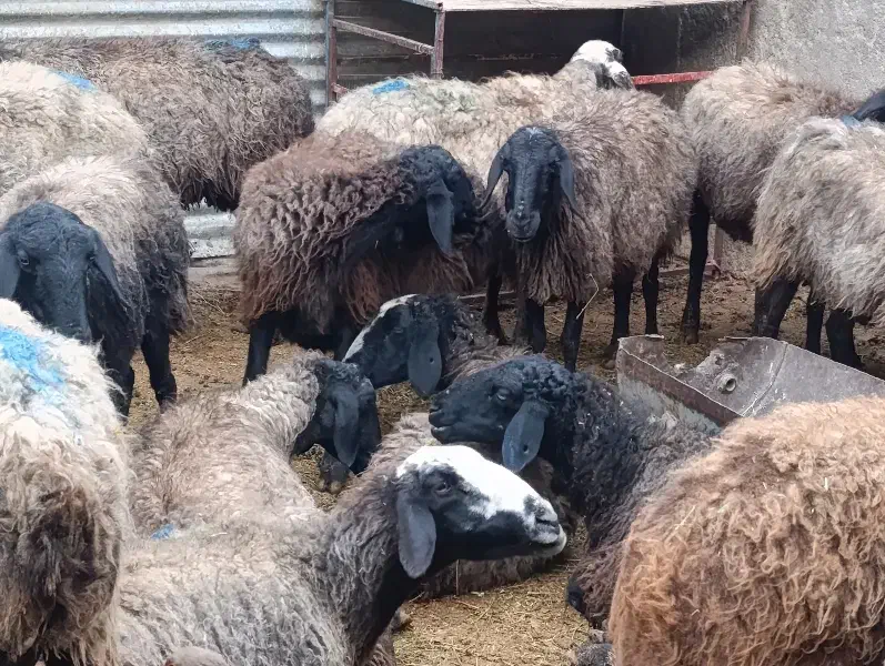 میش وبره|حیوانات مزرعه|قم, قلعه کامکار|دیوار