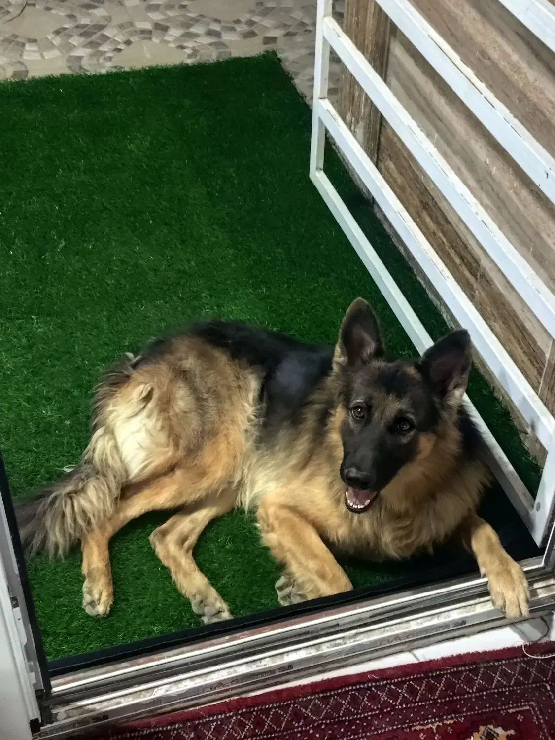 برای جفت گیری فقط یک تولش مال خودم|سگ|سیرجان, |دیوار