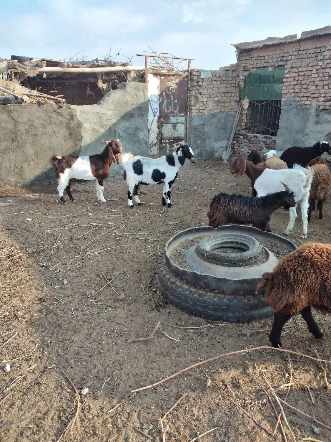 بز پاکستانی|حیوانات مزرعه|سبزوار, قصبه غربی|دیوار