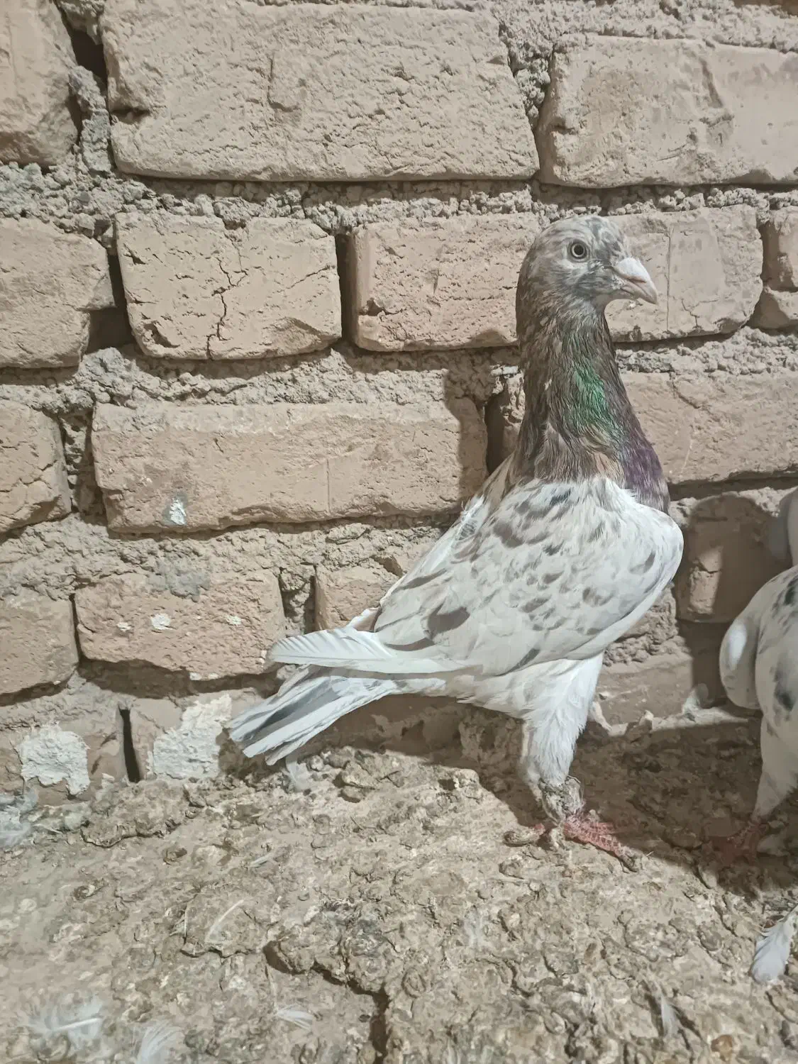 کبوتر زرد هفت رنگ نر و موشی نقره‌ای|پرنده|الوند, |دیوار