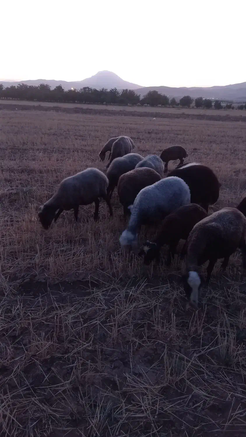 کود گوسفندی خشک|لوازم جانبی حیوانات|تویسرکان, |دیوار