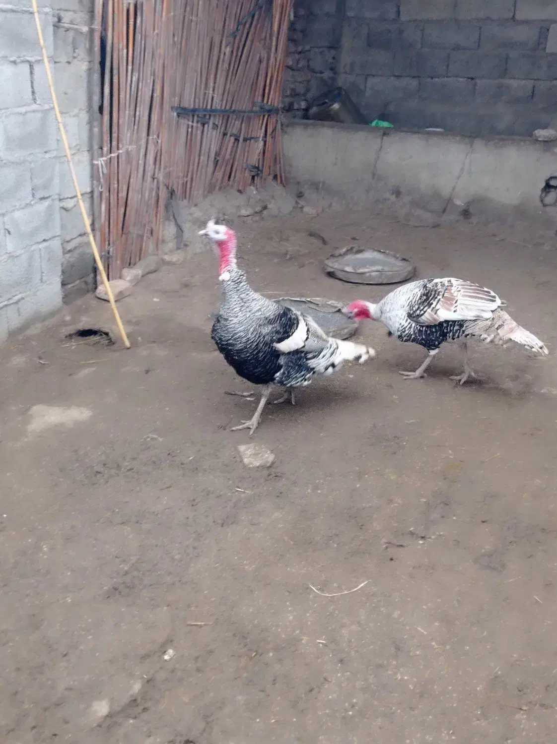 بوقلمون نر فروشی|حیوانات مزرعه|گنبد کاووس, |دیوار