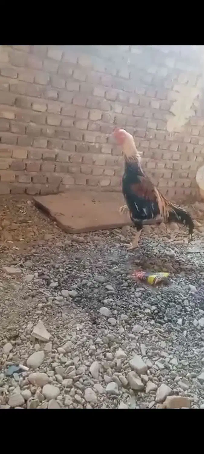 فروش یک عدد خروس لاری|حیوانات مزرعه|شبستر, |دیوار