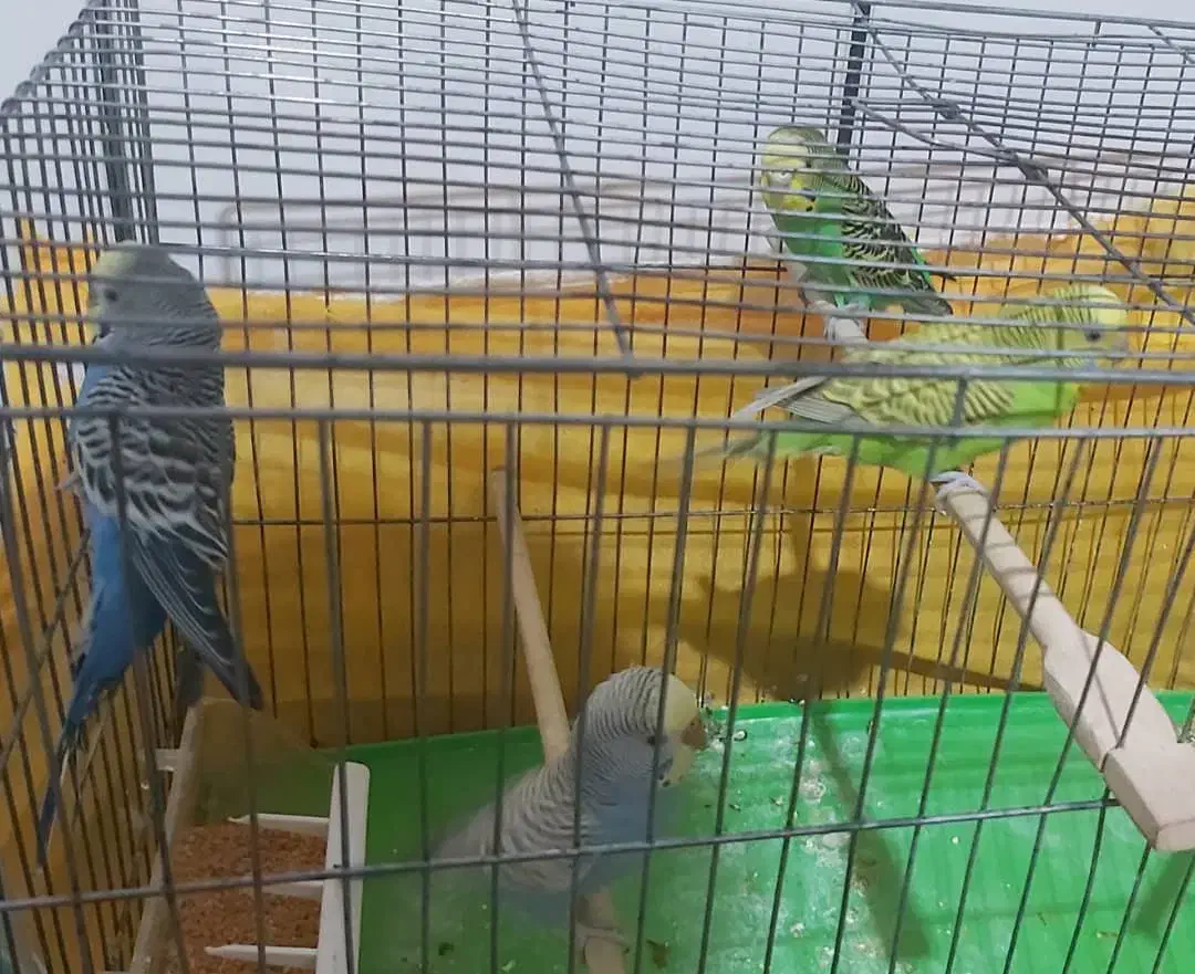 مرغ عشق|پرنده|لنجان, |دیوار