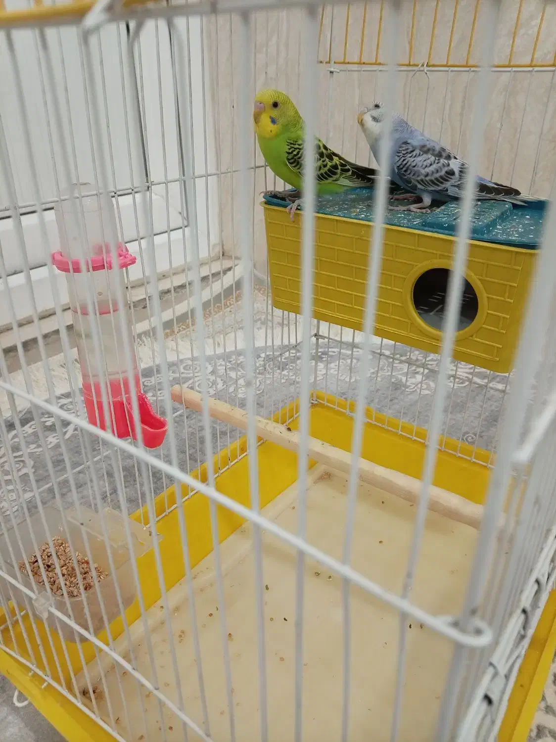 مرغ عشق 40روزه|پرنده|مریوان, |دیوار