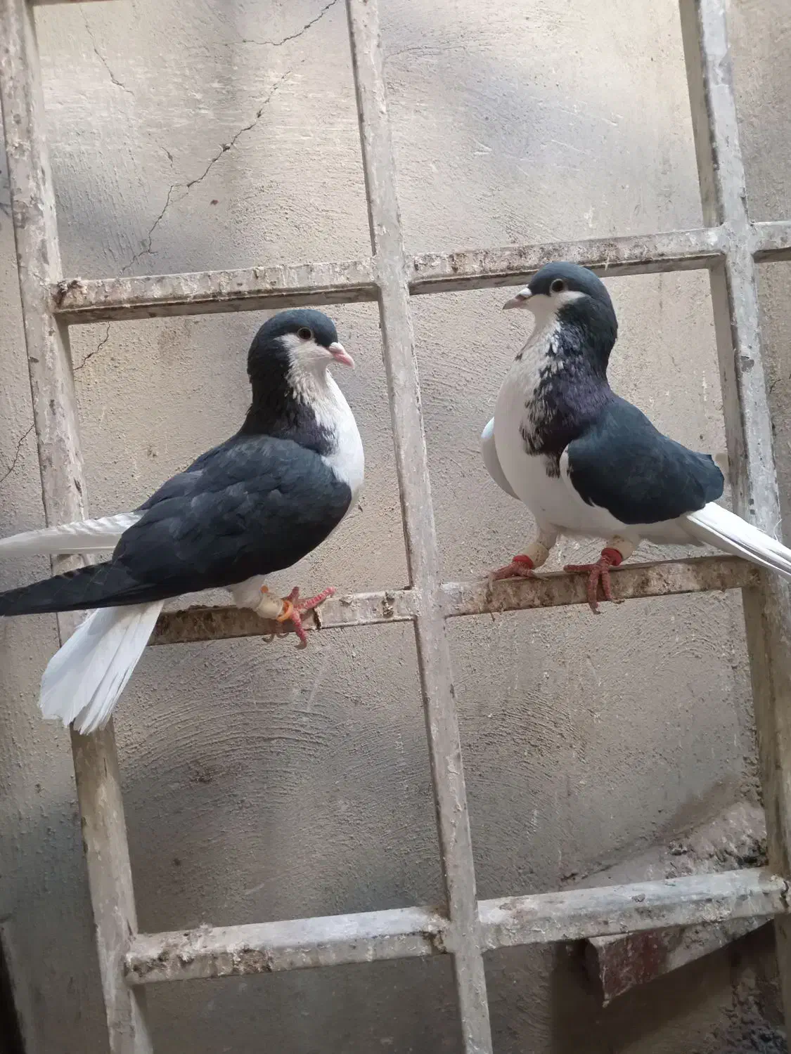 کبوتر|پرنده|الوند, |دیوار