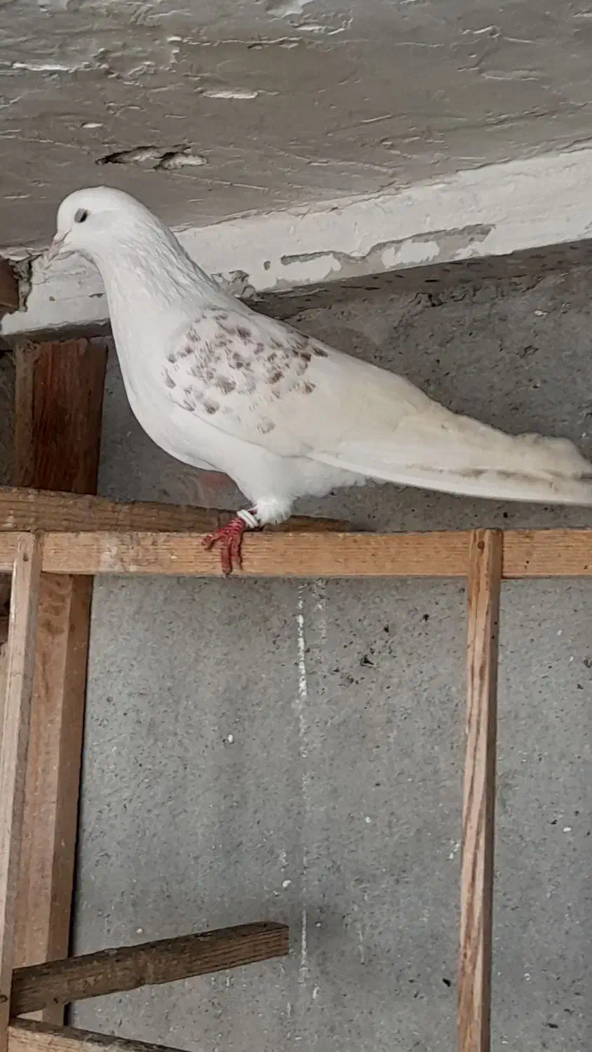 کفتر های پروازی|پرنده|رشت, آتشگاه|دیوار