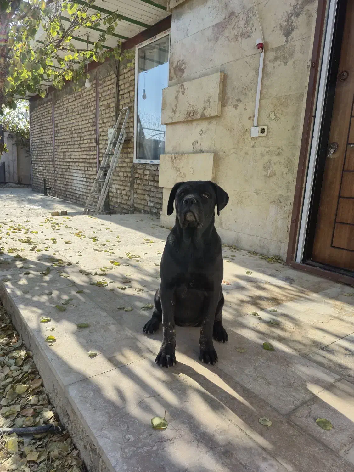 توله ماده ۶ ماهه کن کورسو|سگ|رامجین, |دیوار