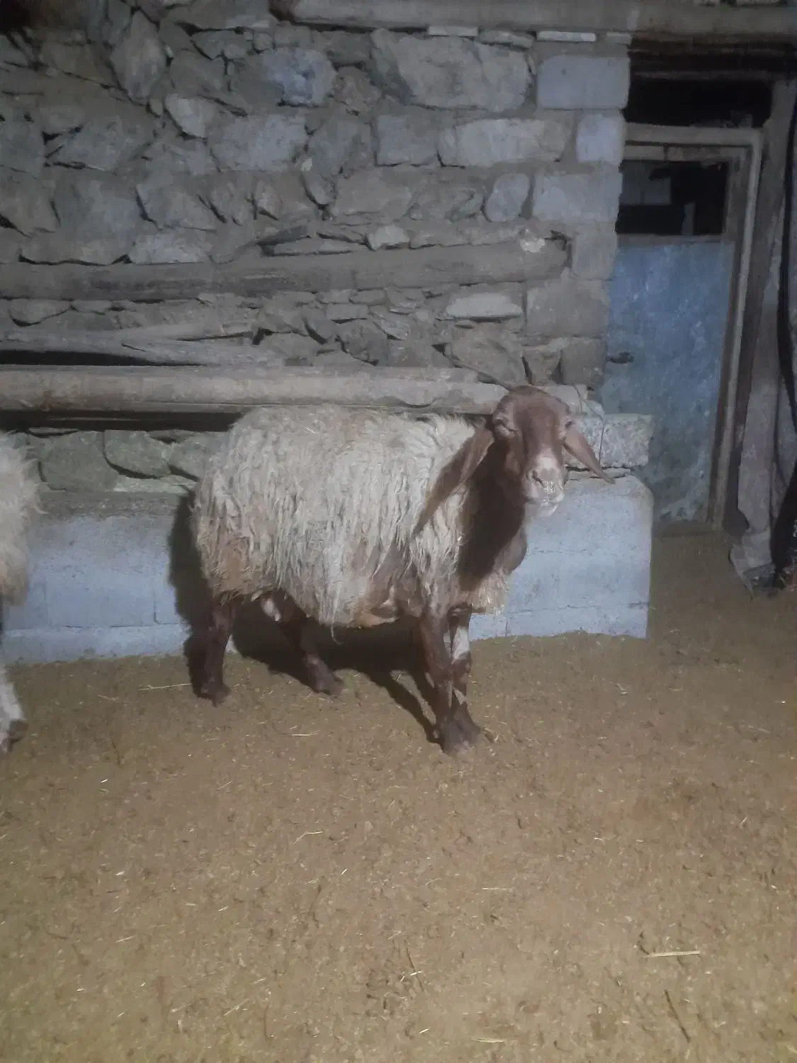 گوسفند داشتی|حیوانات مزرعه|سروآباد, |دیوار