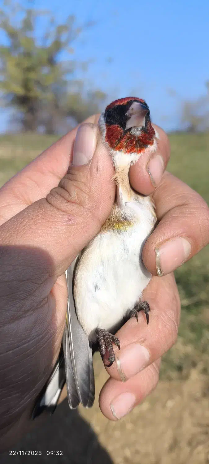 سهره نر چانه سفید|پرنده|رشت, حافظ آباد|دیوار