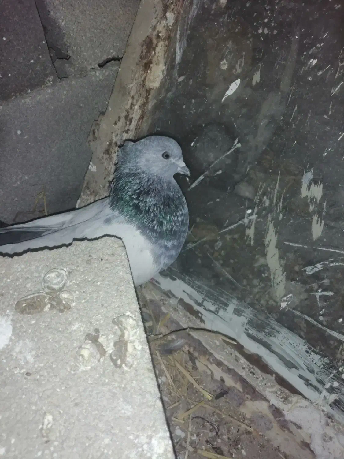 سینه سبز وآبی وپلاکی وسرور سیاه|پرنده|شیراز, آزادی|دیوار