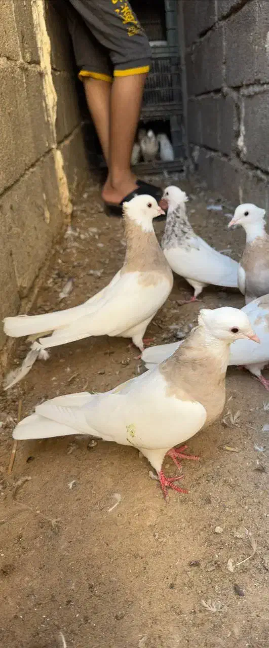 کبوتر طوقی|پرنده|بردخون, |دیوار