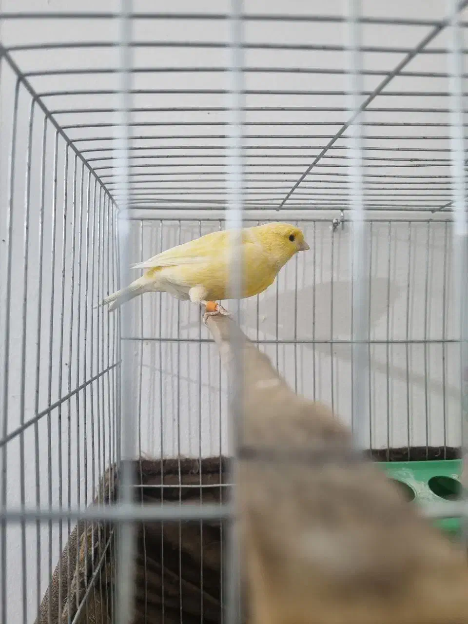 جفت قناری آماده|پرنده|اندیشه, اندیشه فاز ۴|دیوار