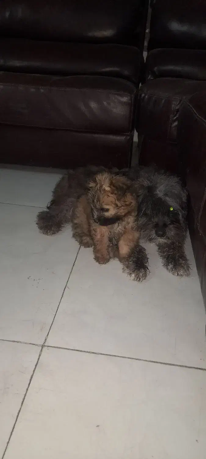 نژاد تریر|سگ|مشهد, میان ولایت|دیوار