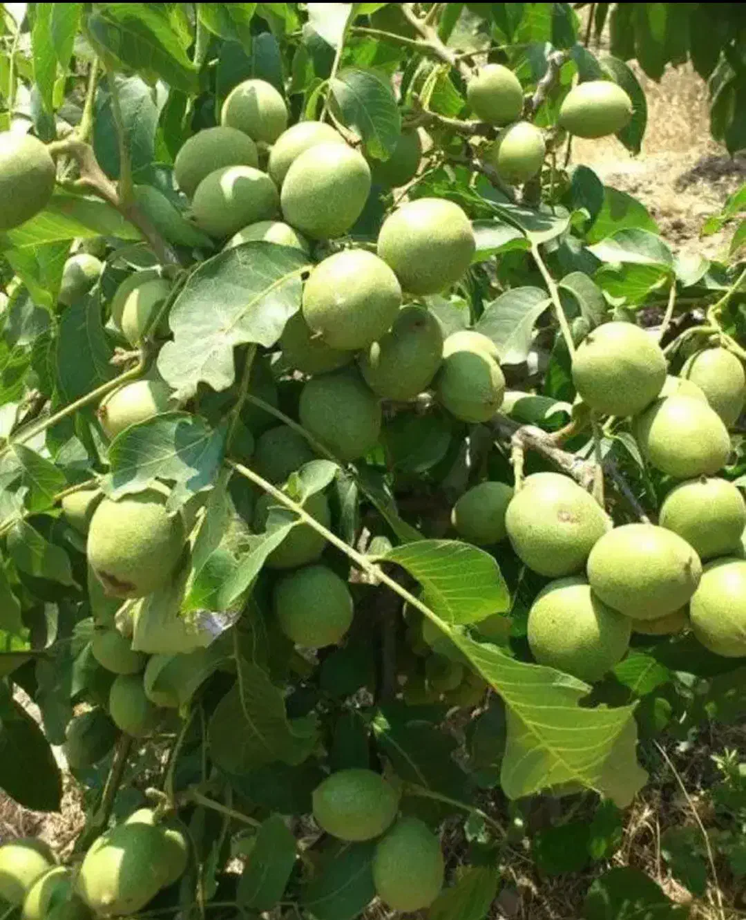 فروش انواع گردو خوشه و نیمه خوشه ای غرب نهال|خدمات باغبانی و درختکاری|قصرشیرین, |دیوار