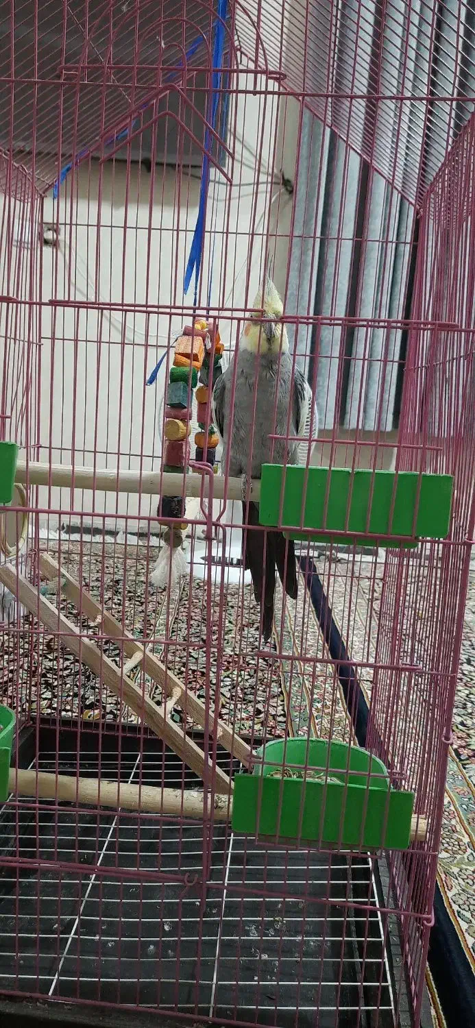 عروس هلندی|پرنده|جیرفت, |دیوار