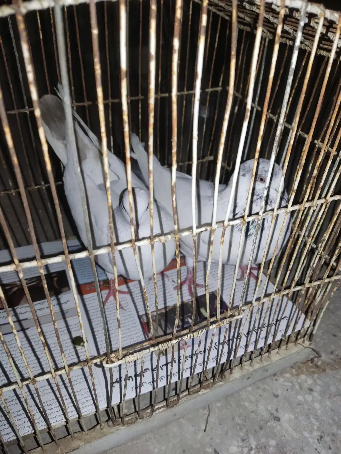 کبوتر|پرنده|قشم, |دیوار