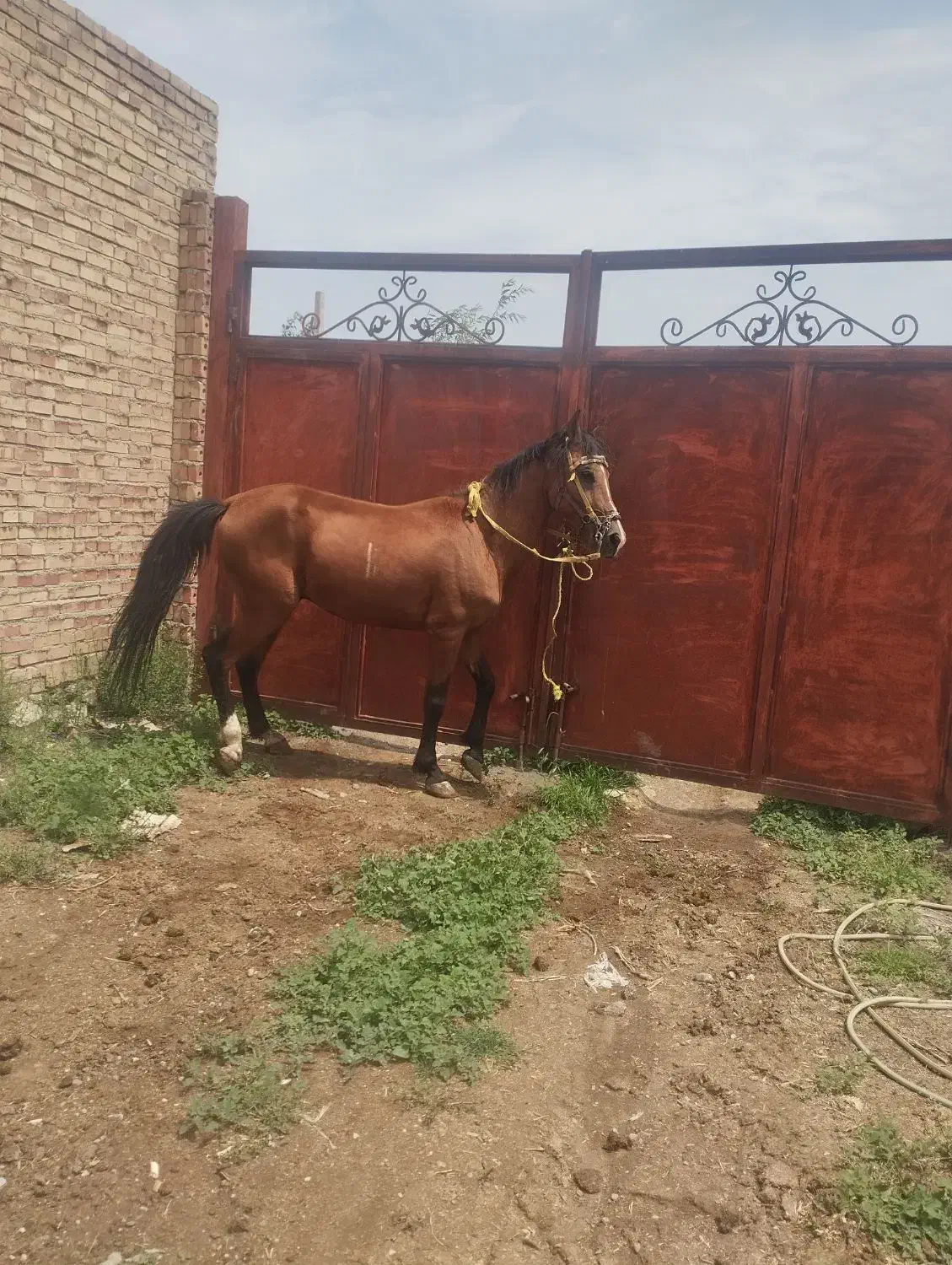 اسب نریان|اسب و تجهیزات اسب‌سواری|سلماس, |دیوار