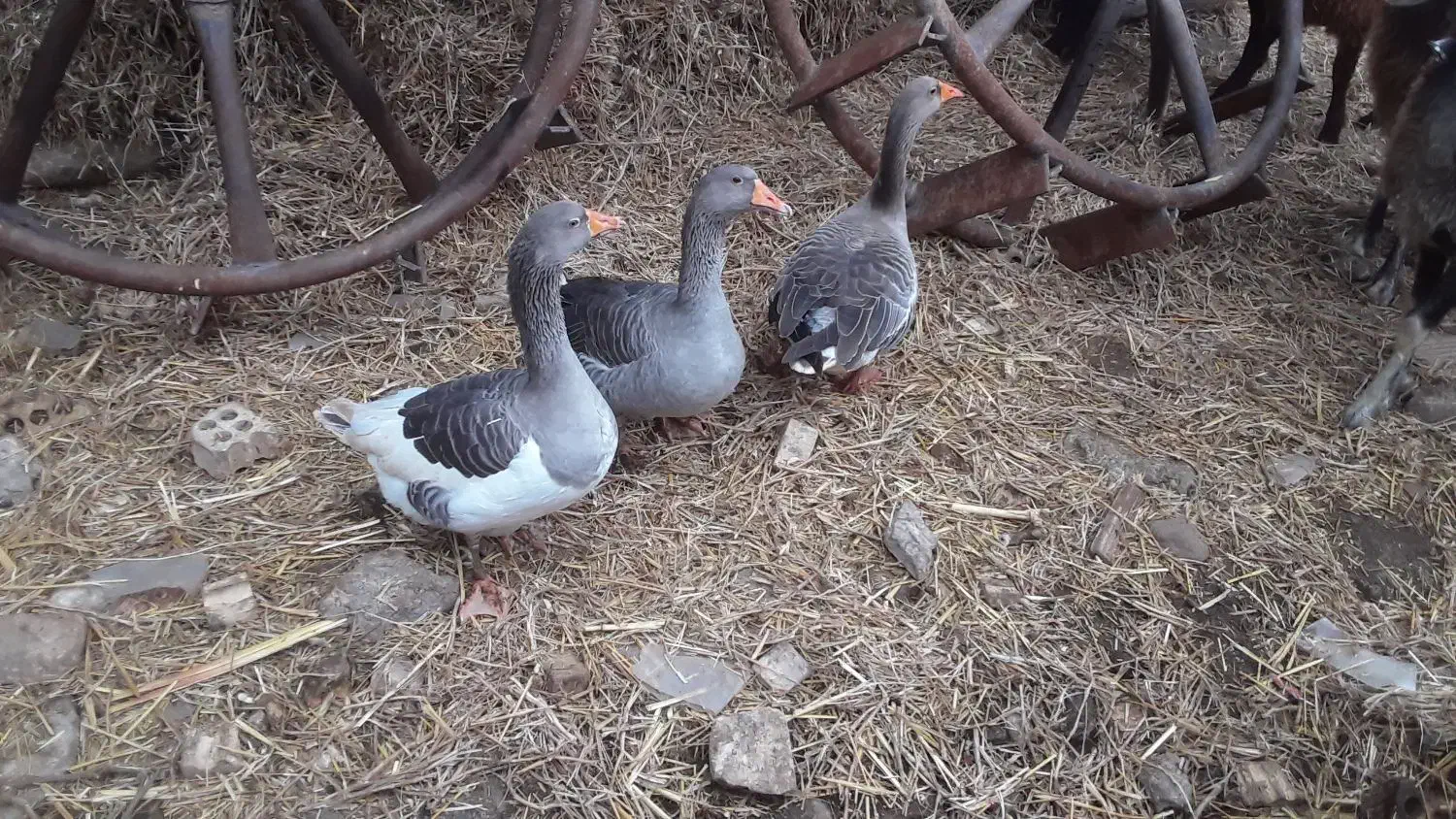 سه عدد غازبالغ تخمی وکرچشو|حیوانات مزرعه|علیآباد کتول, |دیوار