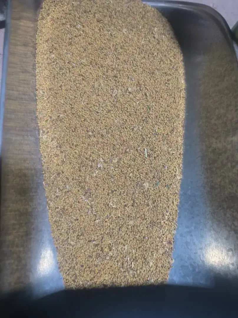 بذر یونجه محلی|گل و گیاه طبیعی|ایرانشهر, |دیوار