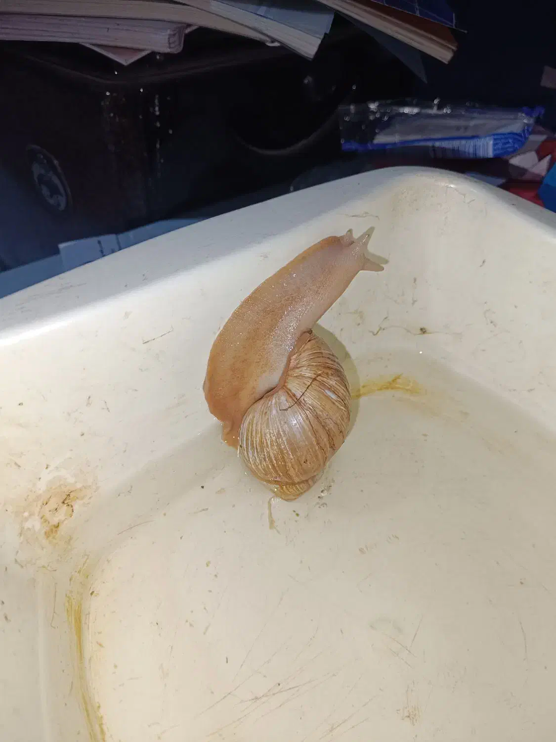 حلزون اجاتینا|خزنده|کرمان, |دیوار