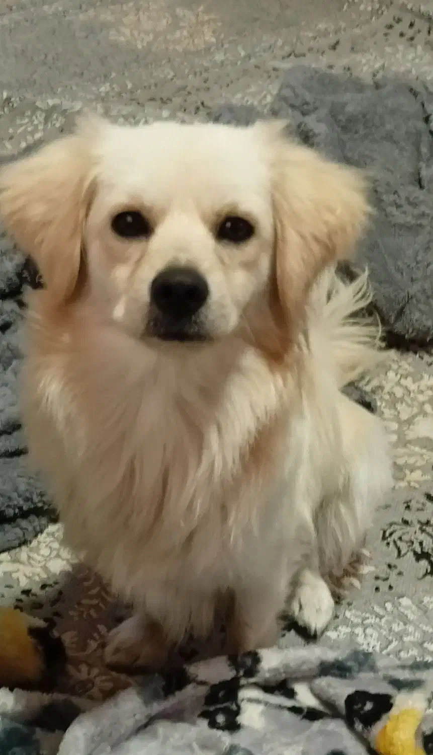 سگ اشپیتز نر|سگ|چمستان, |دیوار