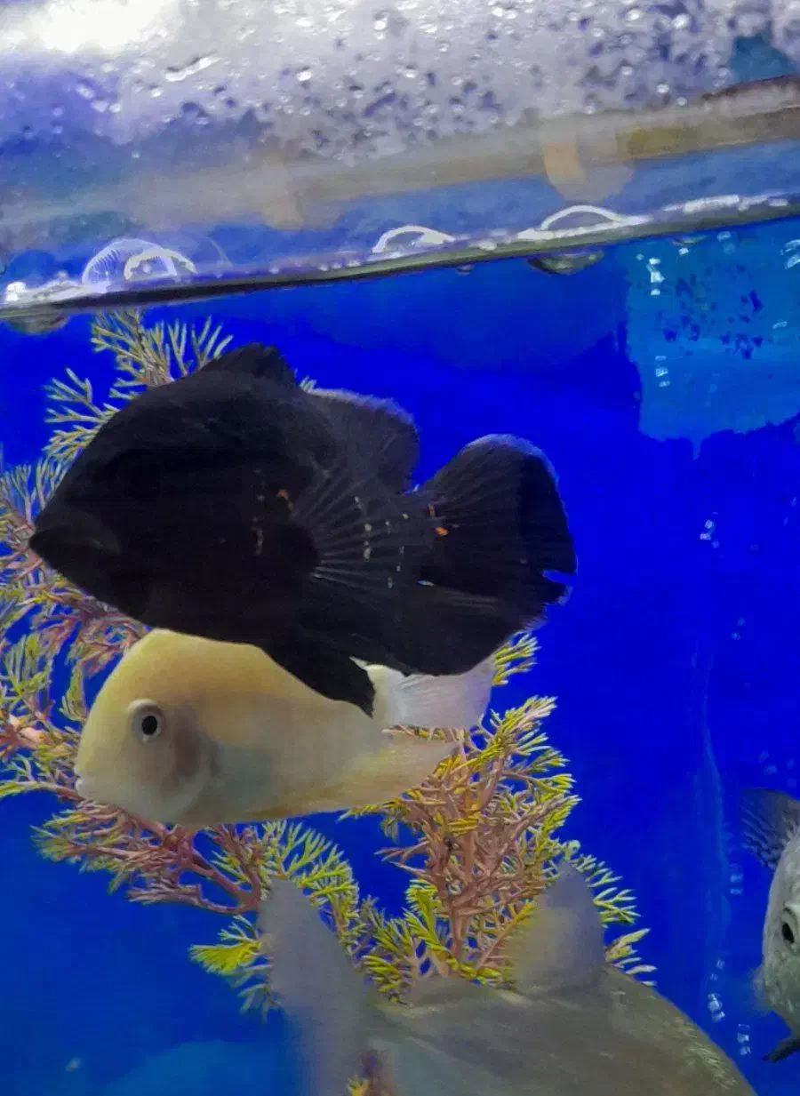 ماهی سیاە اسکار|ماهی|مهاباد (آذربایجان غربی), |دیوار