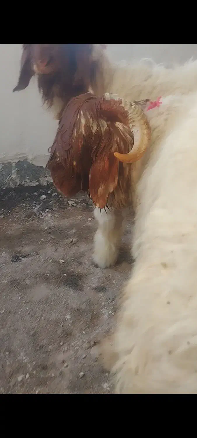 بره قوچ اصل بختیاری|حیوانات مزرعه|کوهرنگ, |دیوار