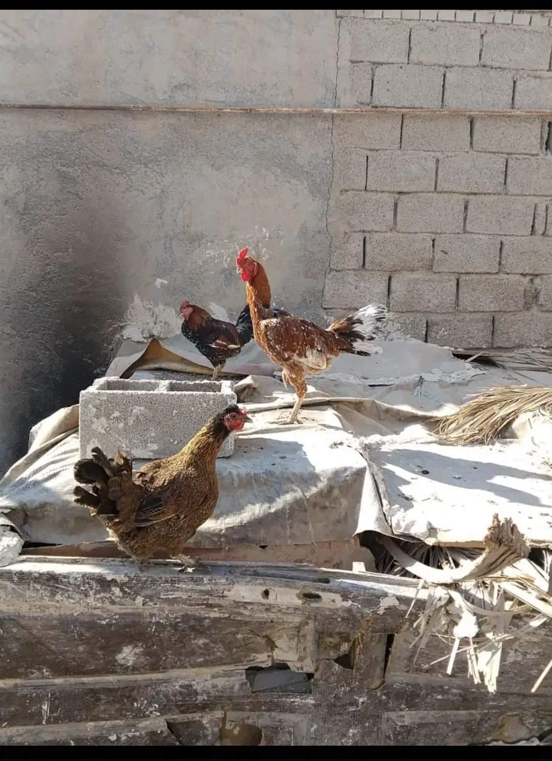 خروس فروشی|حیوانات مزرعه|هندیجان, |دیوار