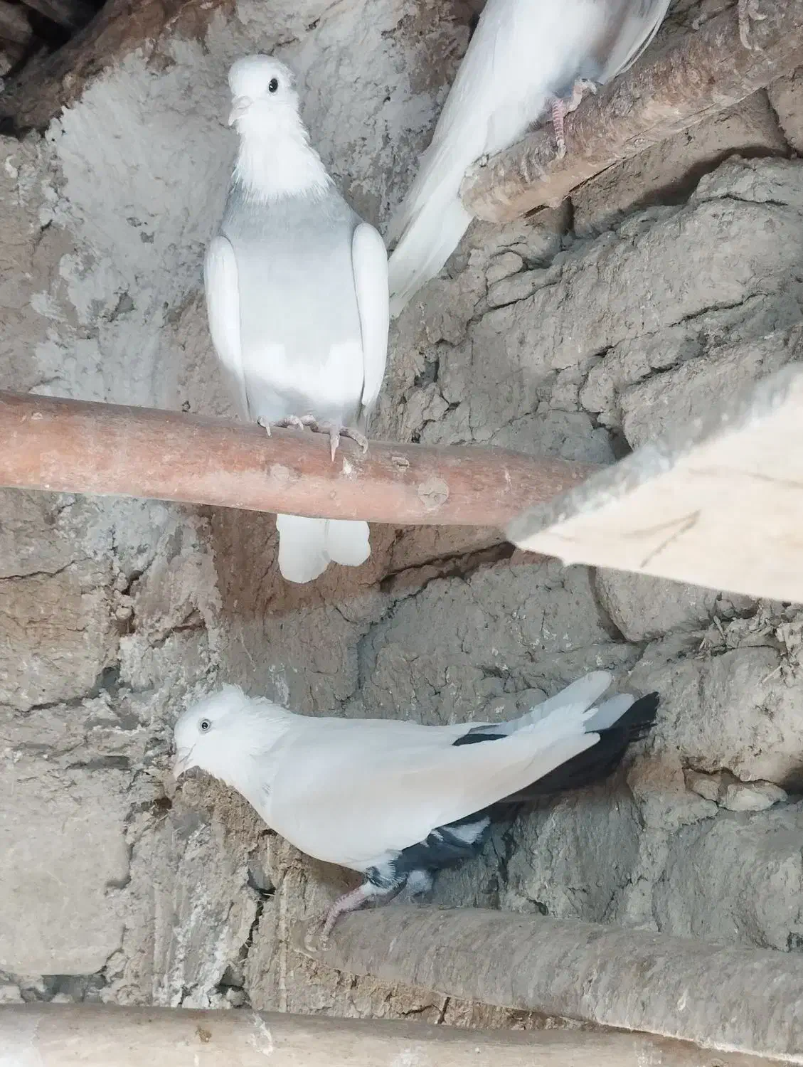 طوقی کاغتی کله ای تک سبز|پرنده|لالجین, |دیوار