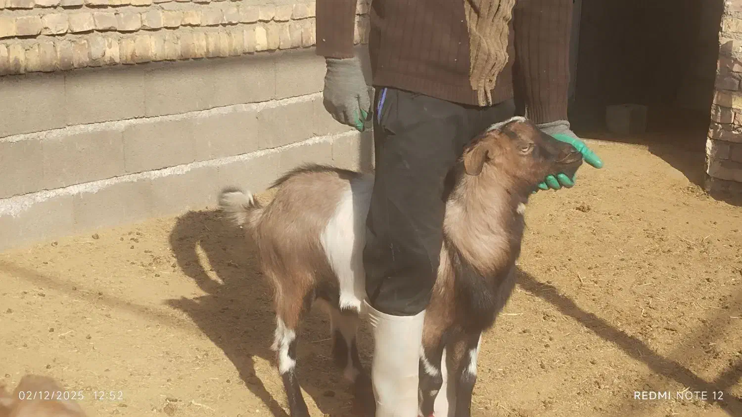 فروش یا معاوضه بزغاله سانن آلپاین نژاد عالی|حیوانات مزرعه|سده (خراسان جنوبی), |دیوار