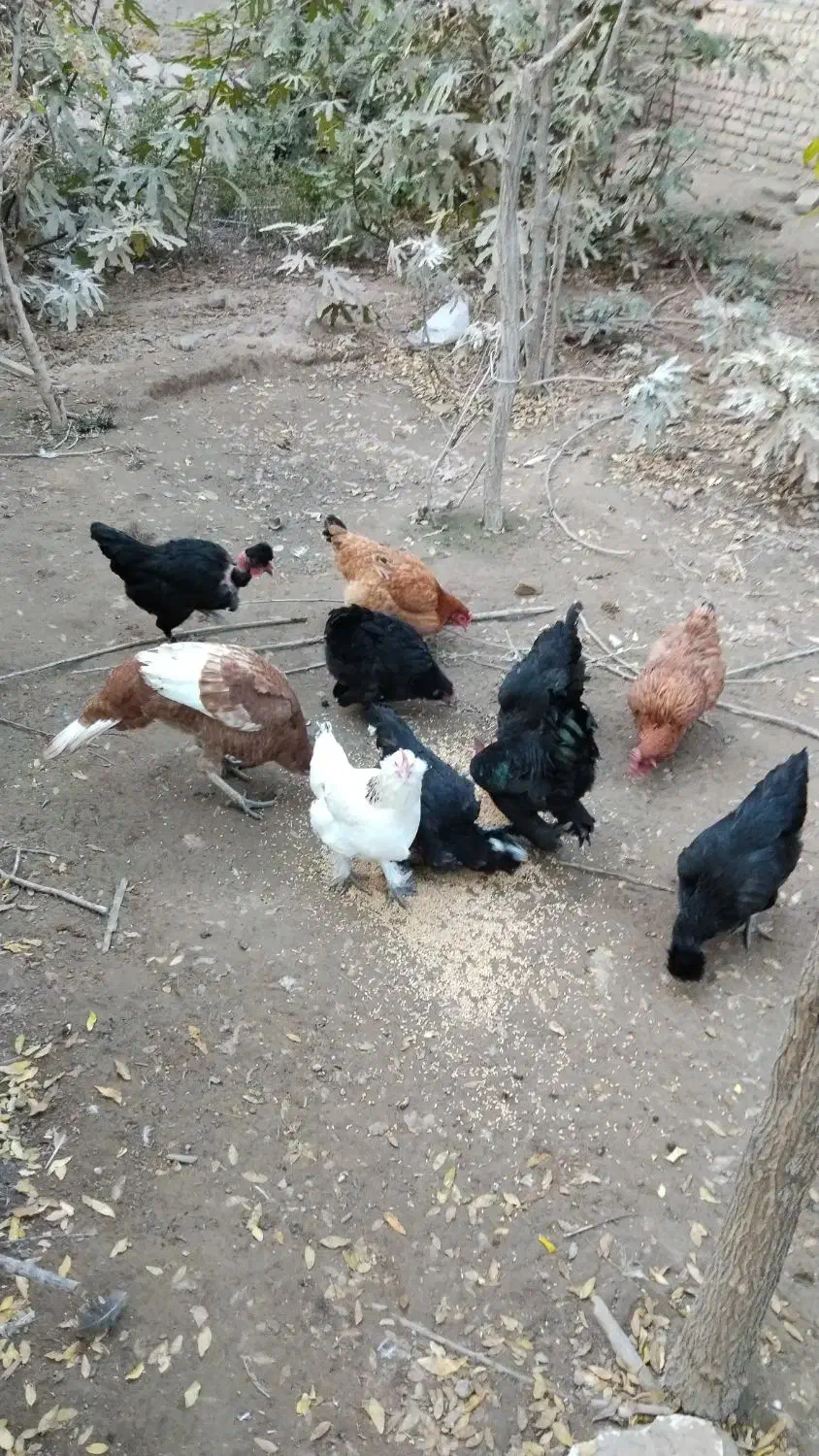 سلام مرغ و بوقلمون ب فروش می‌رسد|حیوانات مزرعه|مشهد, خرم آباد|دیوار