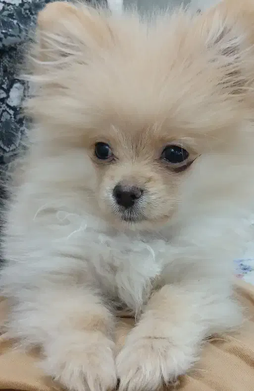 سگ پامرانین عروسکی|سگ|خرم‌آباد, |دیوار