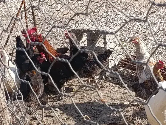 خروس|حیوانات مزرعه|شیراز, شاپورجان|دیوار