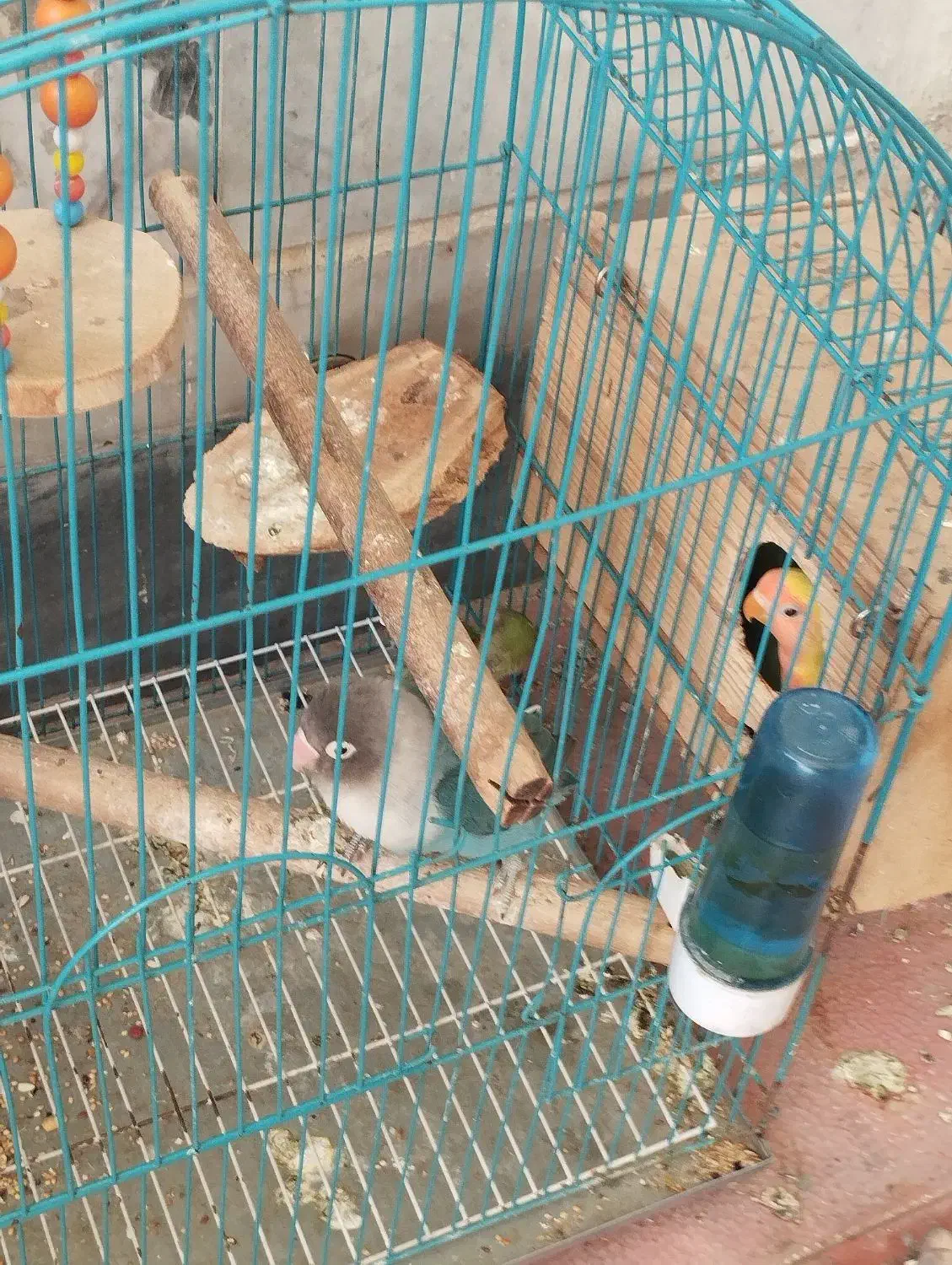 طوطی برزیلی اصل نژاد همراه با جوجه|پرنده|زنجان, |دیوار