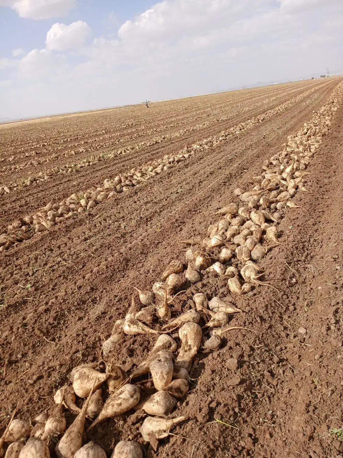 دامی چونر|خوردنی و آشامیدنی|چهاردولی, |دیوار