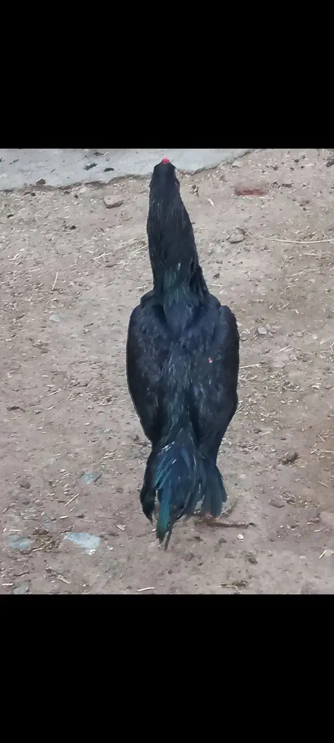 سلام دو عدد خروس ۷ ماهه|حیوانات مزرعه|اشنویه, |دیوار