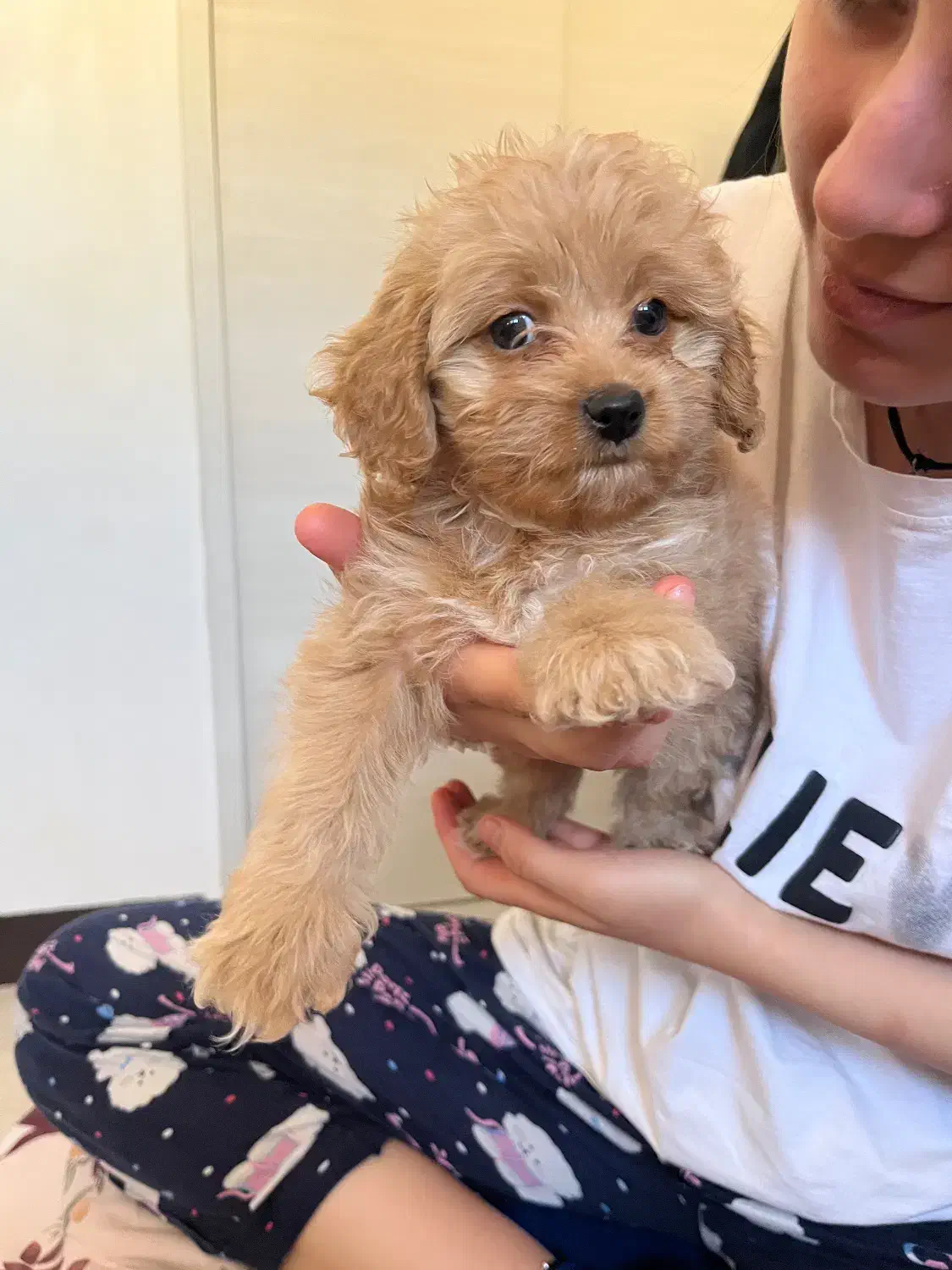 فروش توله پودل|سگ|اصفهان, بهارستان|دیوار