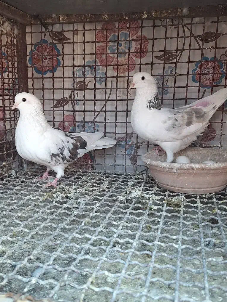 کبوتر چند جفت مایه|پرنده|پاکدشت, پاکدشت (مامازند)|دیوار