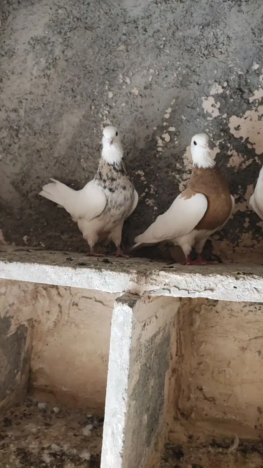 طوقی لیمویی فروشی|پرنده|جوین, |دیوار