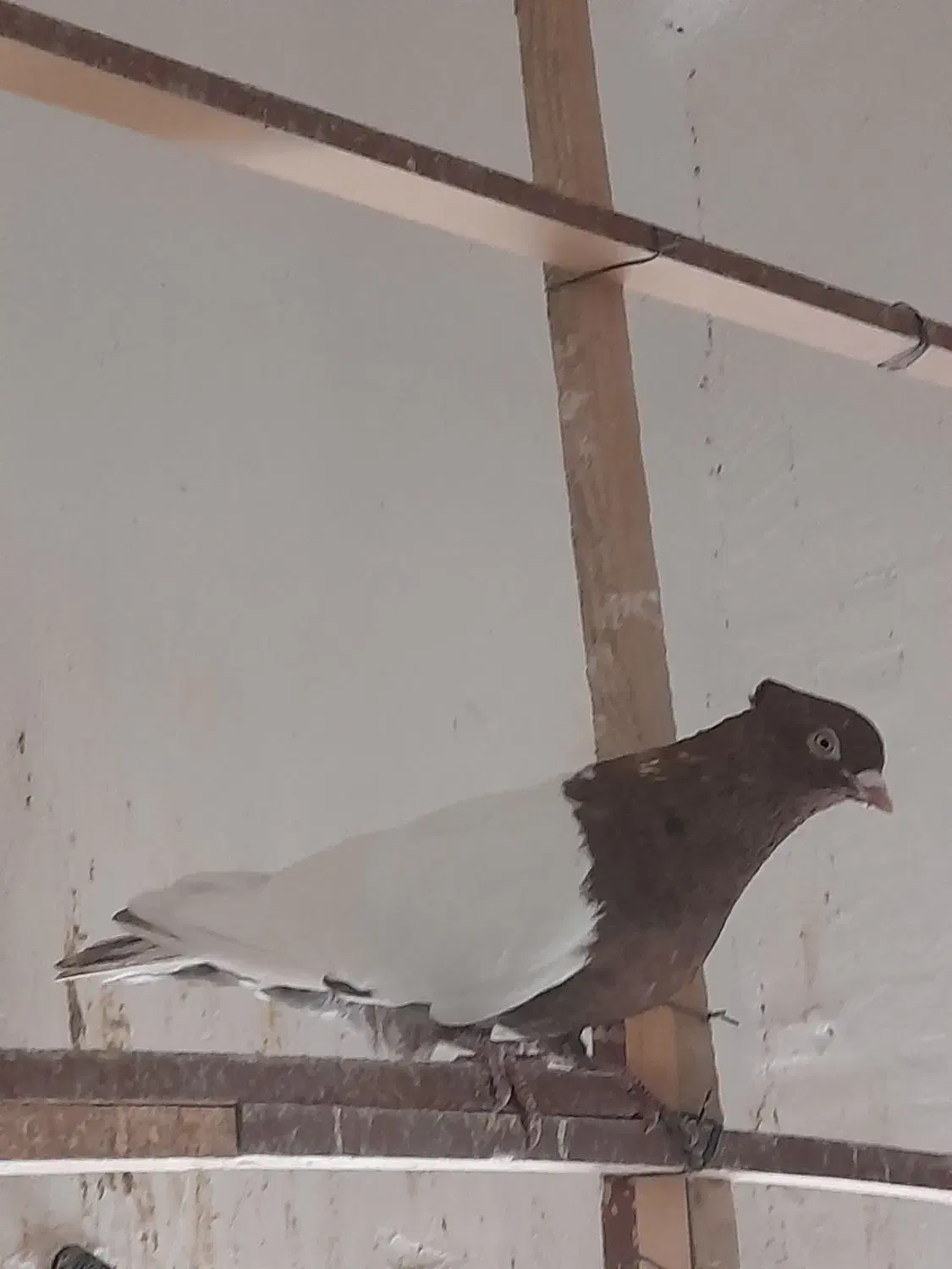 طوقی|پرنده|شهریار, شهریار|دیوار