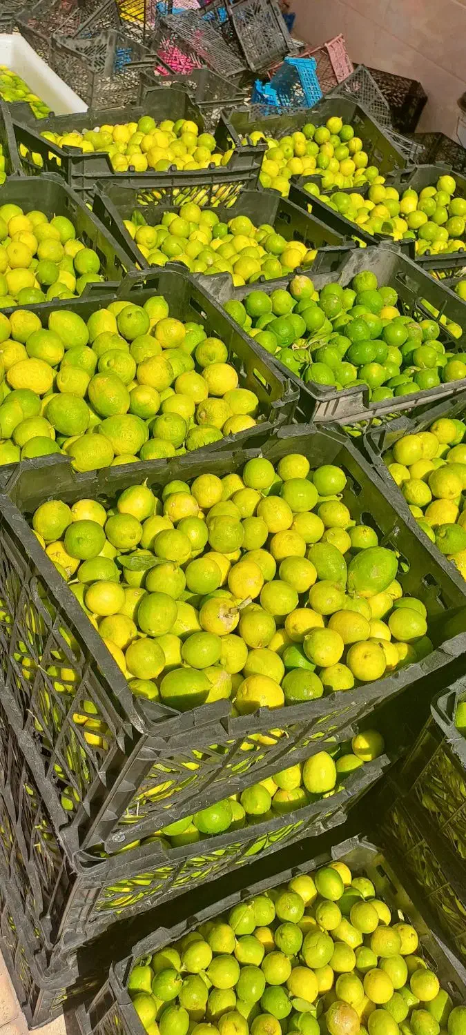 آبلیمو طبیعی امساله بدون تلخی|عمدهفروشی|قم, پامنار|دیوار