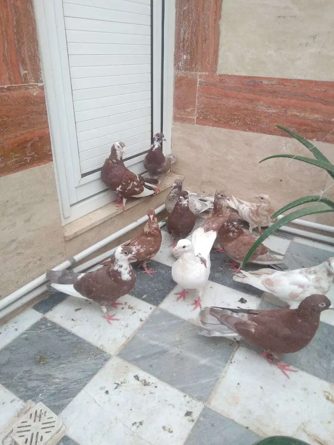 کفتر ۸۰ هزار|پرنده|قم, یزدان‌شهر|دیوار