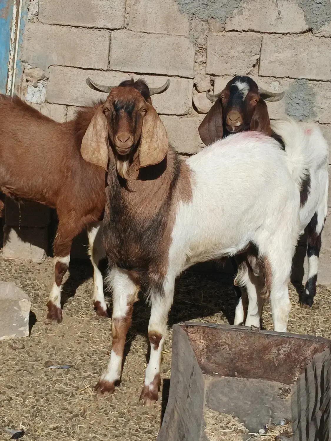 2راس بزغاله|حیوانات مزرعه|بردسکن, |دیوار