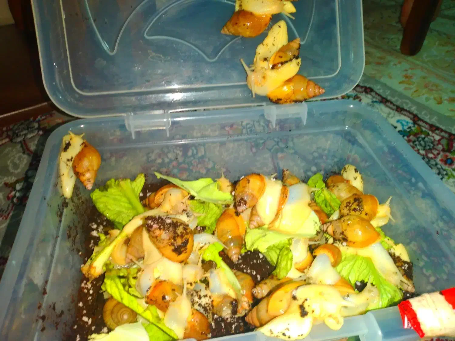 حلزون|خزنده|زاهدان, |دیوار