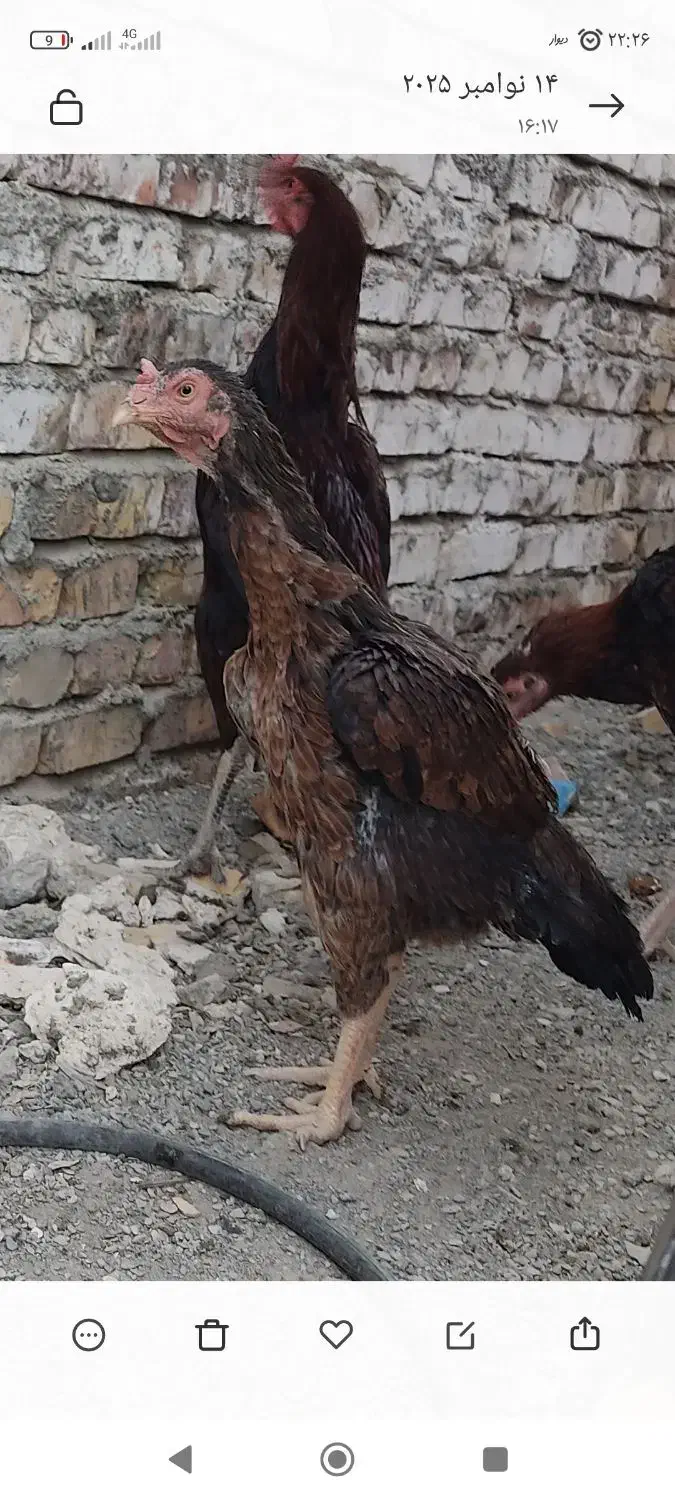 مرغ لاری اصیل نژاد دار|حیوانات مزرعه|سراوان, |دیوار
