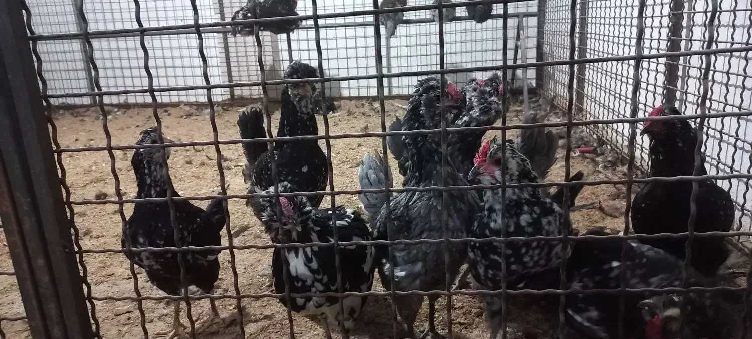 مرغ و خروس محلی و گلین|حیوانات مزرعه|کرج, کیانمهر|دیوار